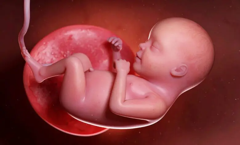 uterus illustration